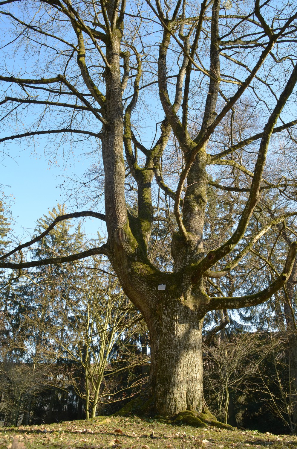 Acer cappadocicum 'Rubrum' - Stuttgart-Hohenheim - 2021