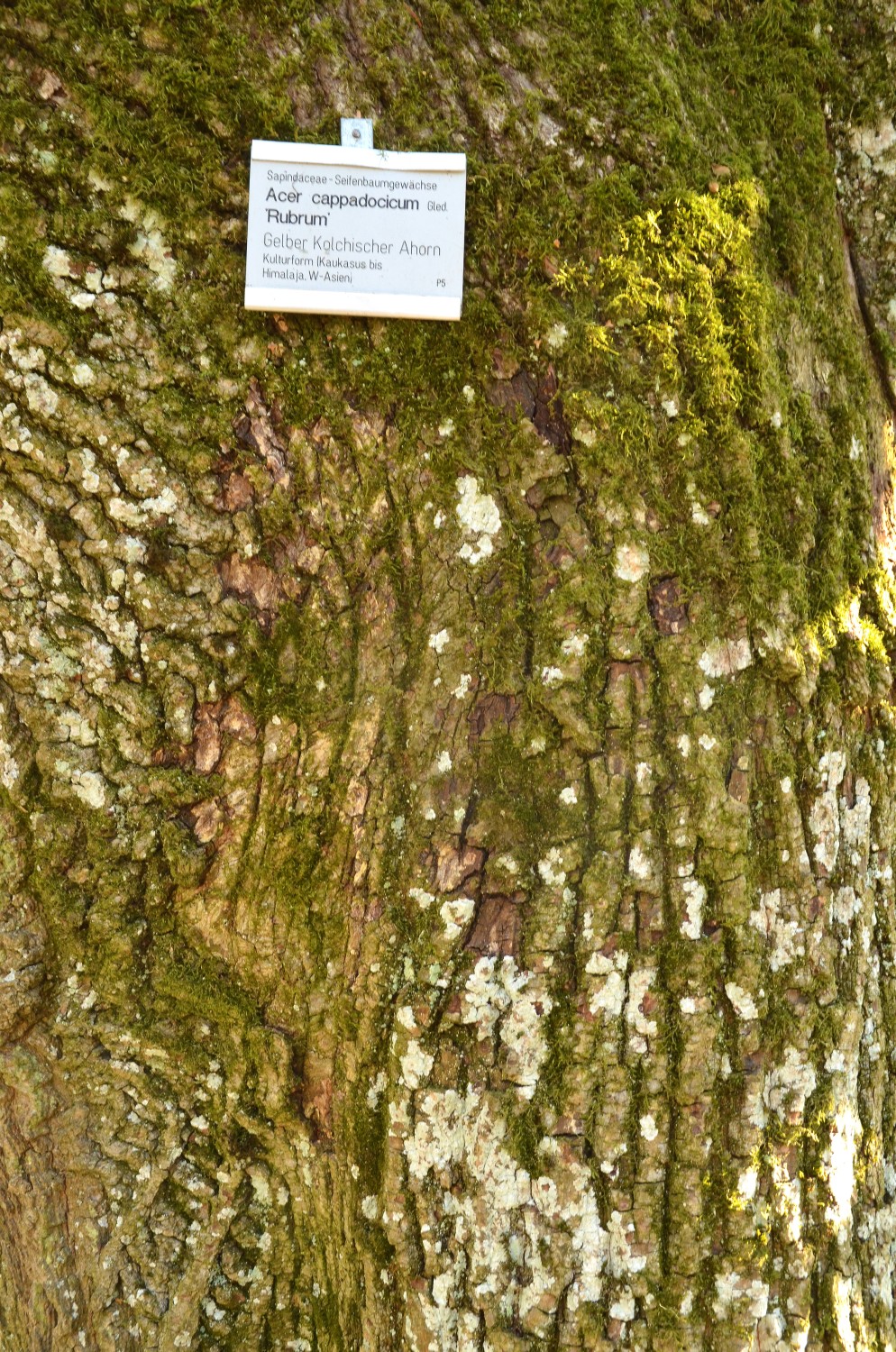 Acer cappadocicum 'Rubrum' - Stuttgart-Hohenheim - 2021