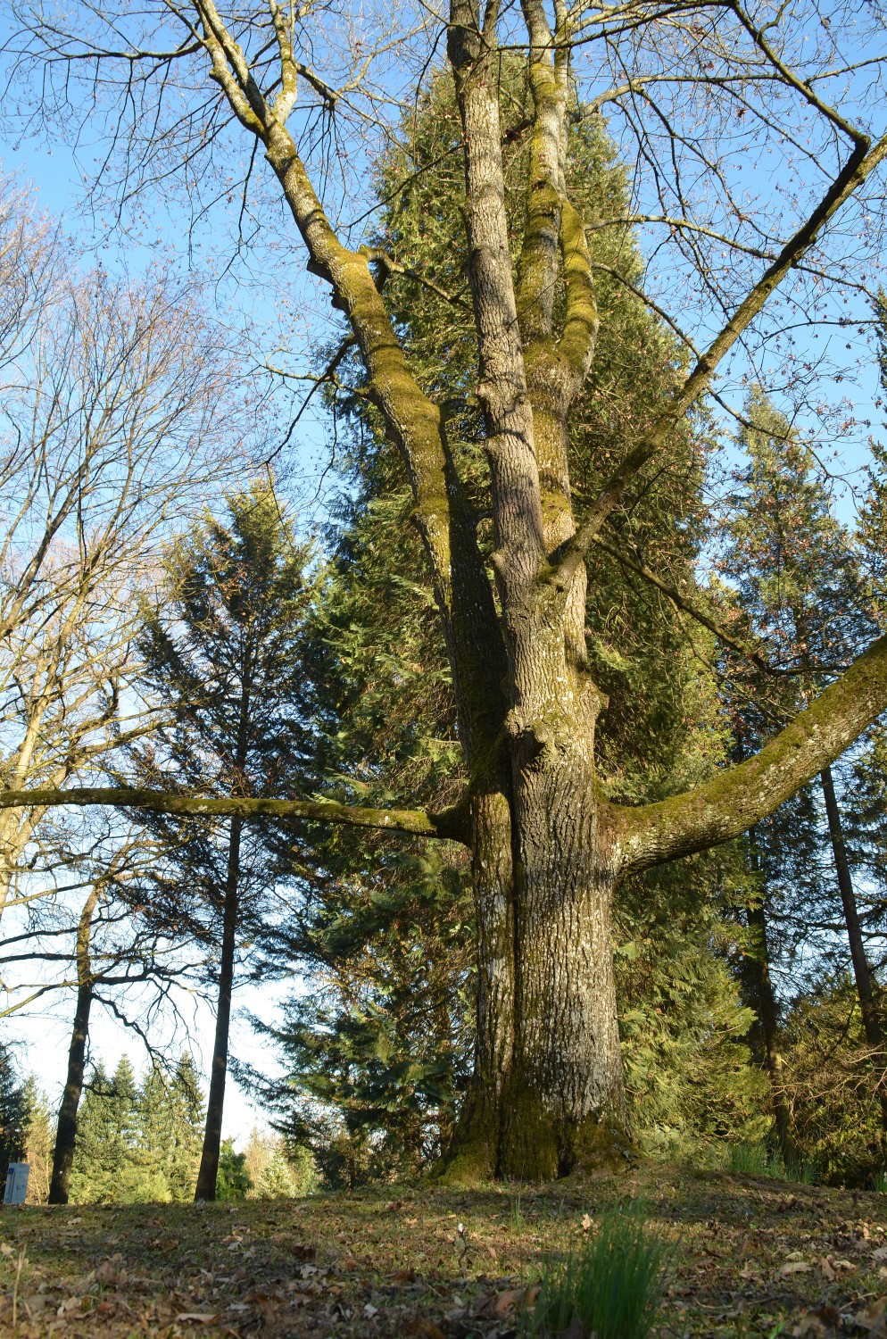 Acer platanoides 'Walderseei' - Stuttgart-Hohenheim - 2021