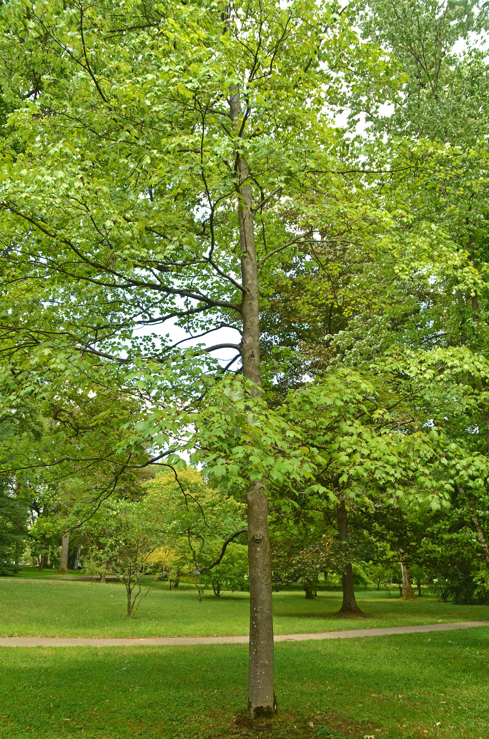 Acer rubrum var. trilobum - Stuttgart-Hohenheim - Juli 2023