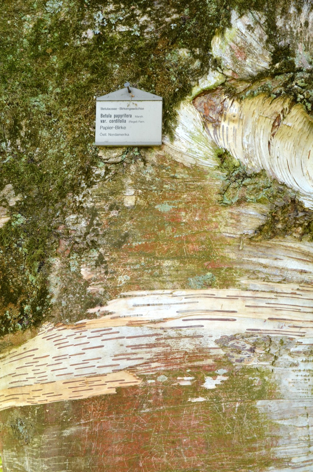 Betula papyrifera var. cordifolia - Stuttgart-Hohenheim - 2021