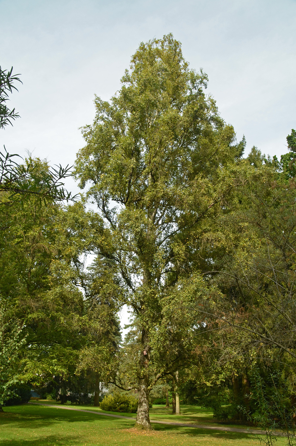 Betula pendula 'Fastigiata' - Stuttgart-Hohenheim - Sept. 2023