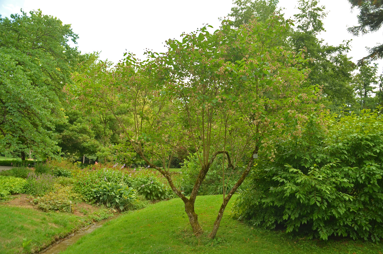 Cephalanthus occidentalis - Stuttgart-Hohenheim - Juli 2023