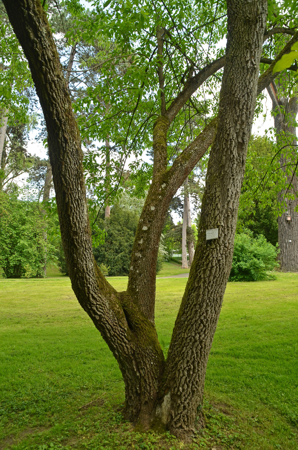Cornus foemina - Stuttgart-Hohenheim - Mai 2023