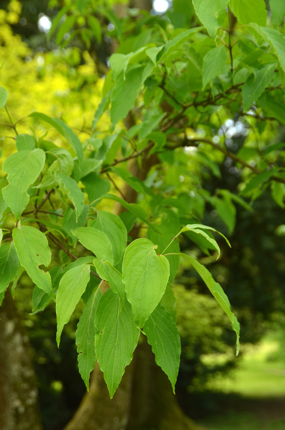 Cornus foemina - Stuttgart-Hohenheim - Mai 2023