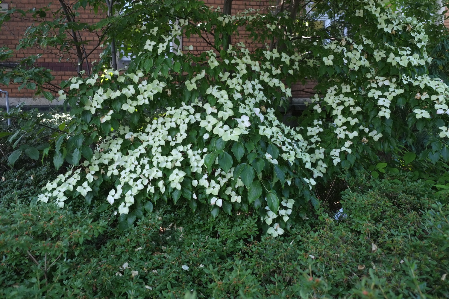 Cornus kousa var. chinensis - Dresden Botanischer Garten - Juli 2013