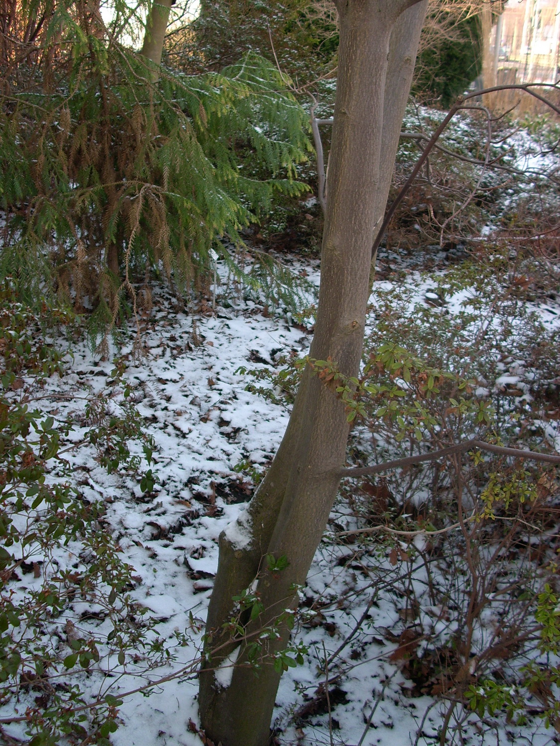Cornus kousa var. chinensis - Dresden Botanischer Garten - Januar 2011