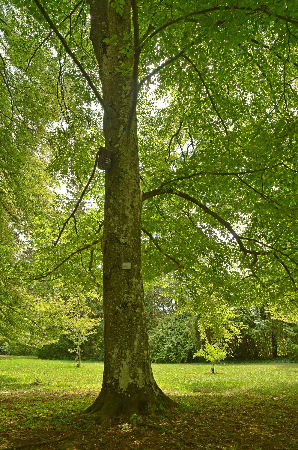 Fagus sylvatica 'Grandidentata' - Stuttgart-Hohenheim - Juli 2023