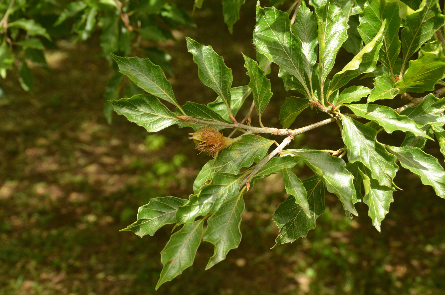 Fagus sylvatica 'Grandidentata' - Stuttgart-Hohenheim - Juli 2023