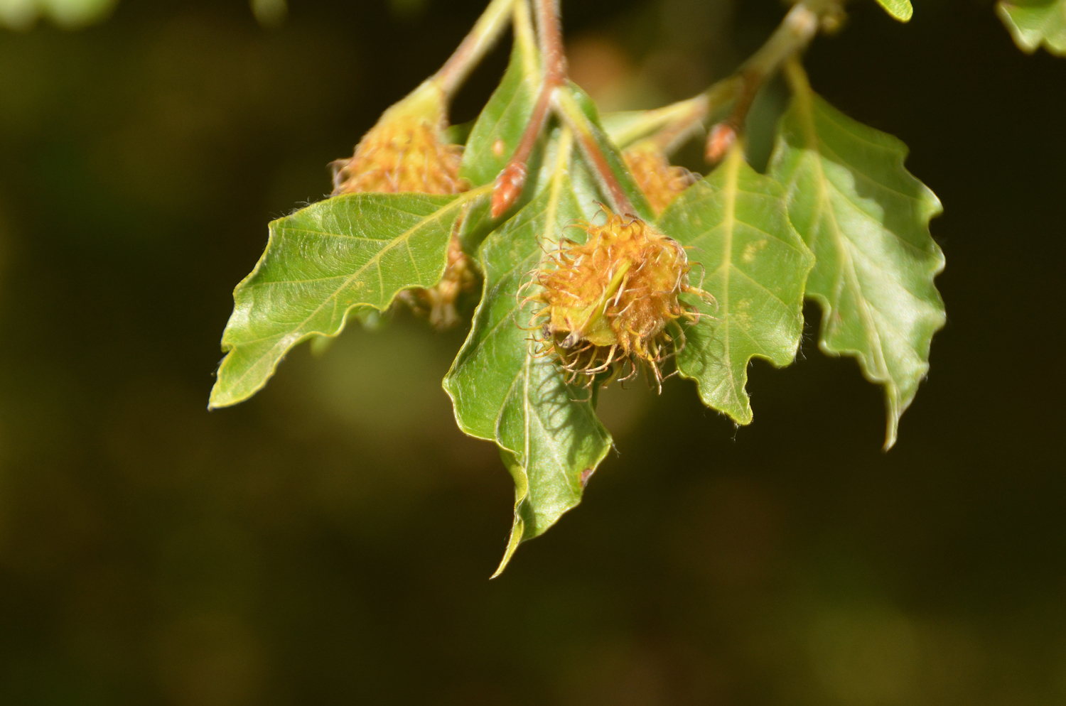 Fagus sylvatica 'Grandidentata' - Stuttgart-Hohenheim - Juli 2023