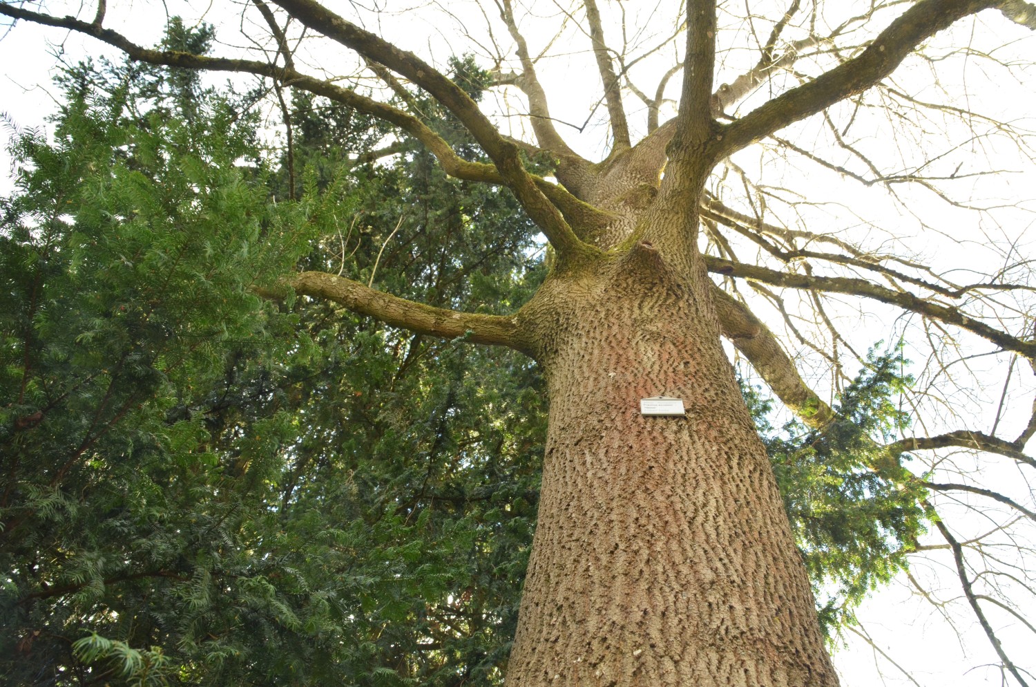 Fraxinus excelsior 'Hessei' - Stuttgart-Hohenheim - 2021