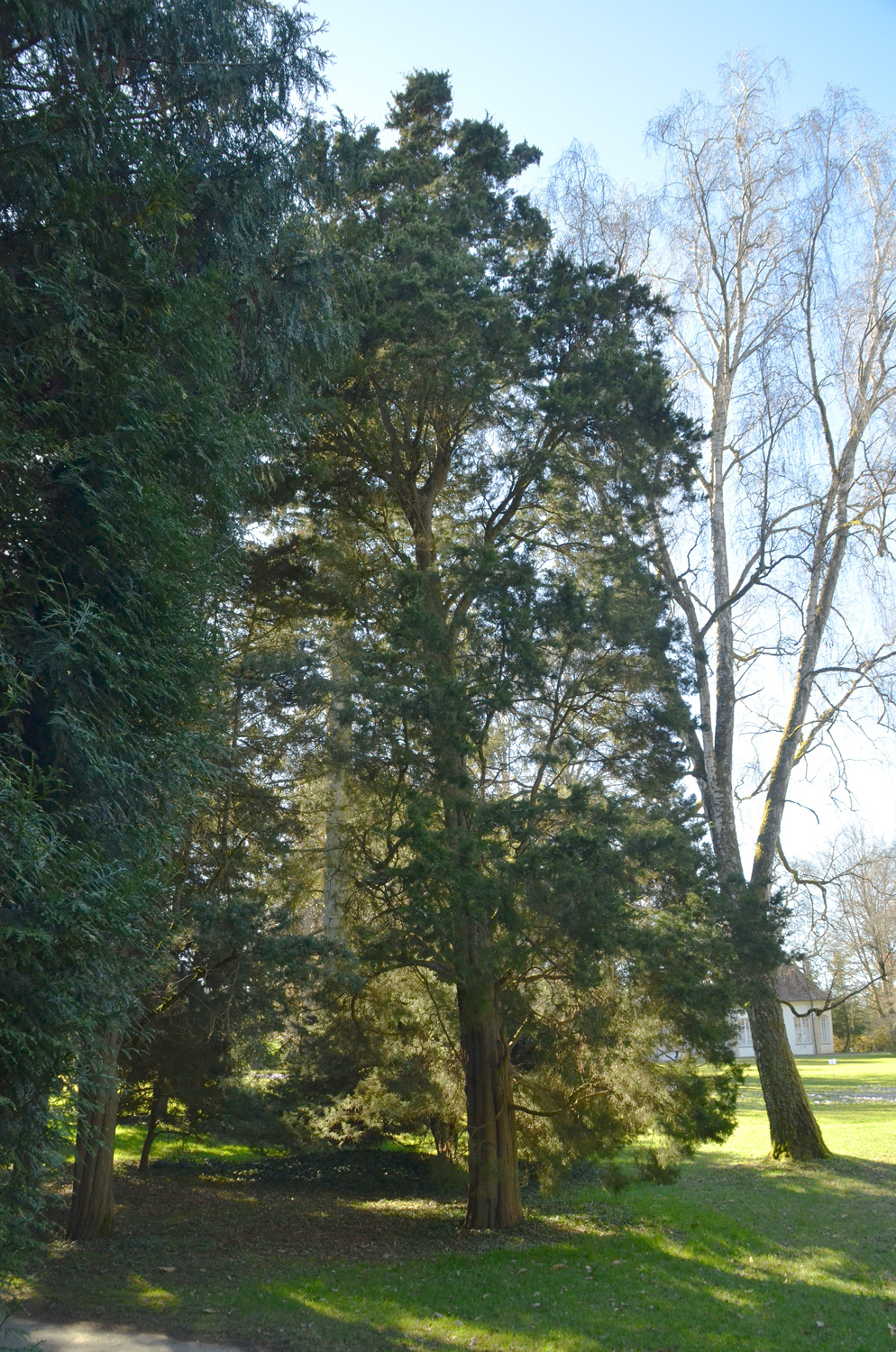 Juniperus virginia 'Schottii' - Stuttgart-Hohenheim - Febr. 2023