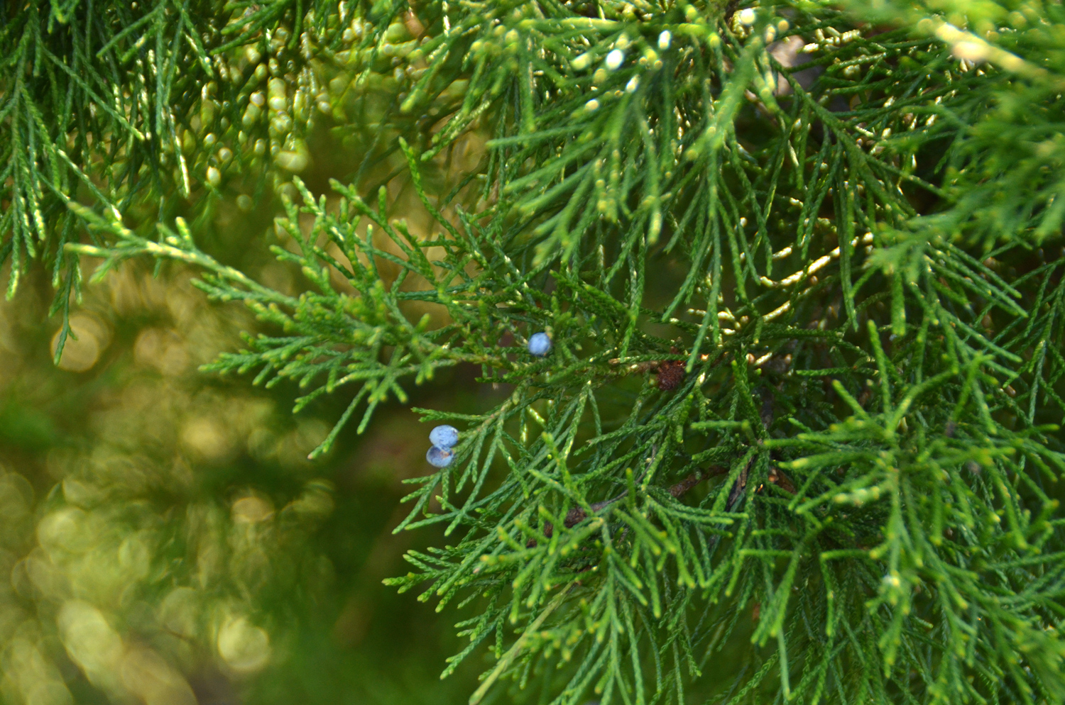 Juniperus virginia 'Schottii' - Stuttgart-Hohenheim - Febr. 2023