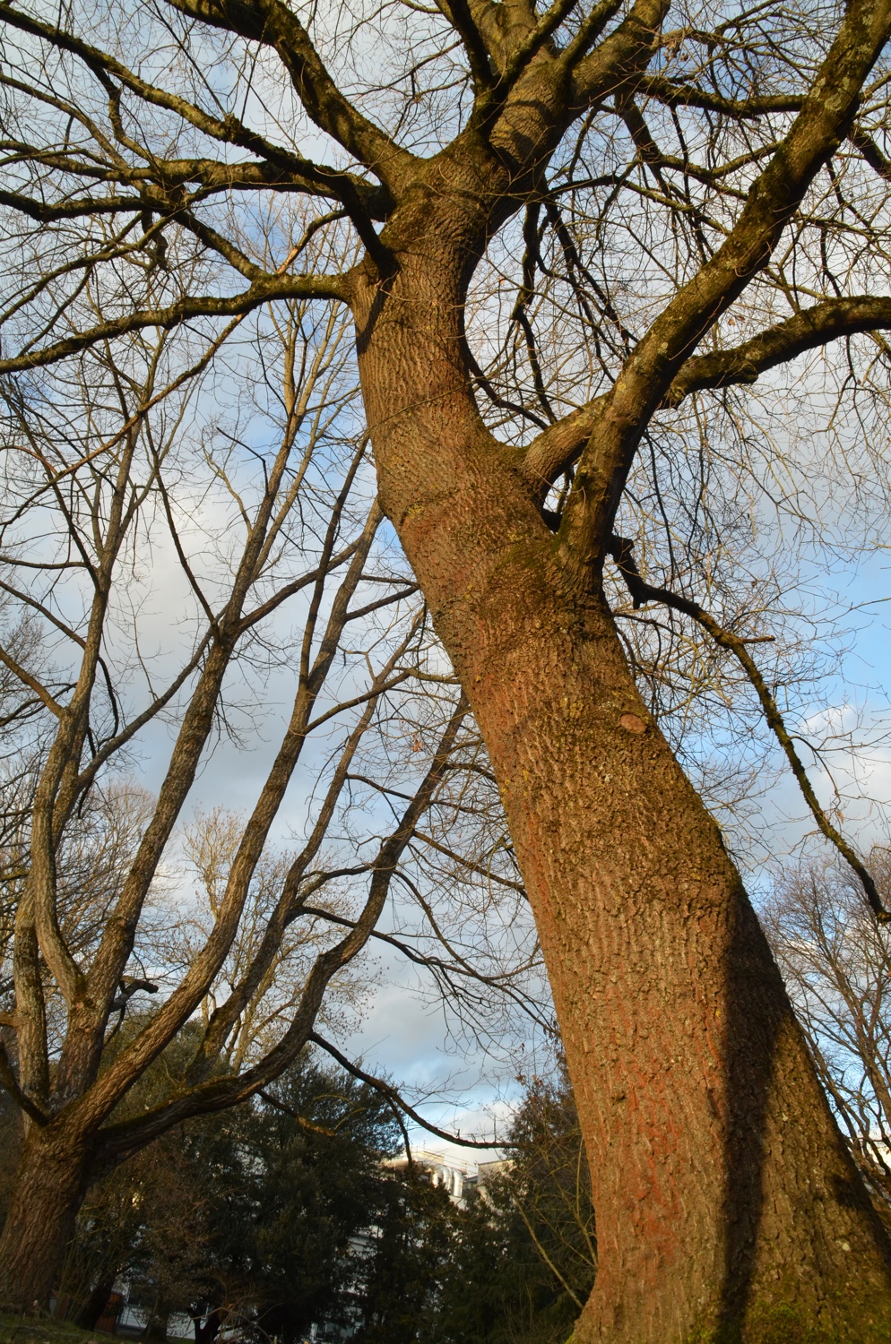 Quercus petraea subsp. iberica - Stuttgart-Hohenheim - 2022