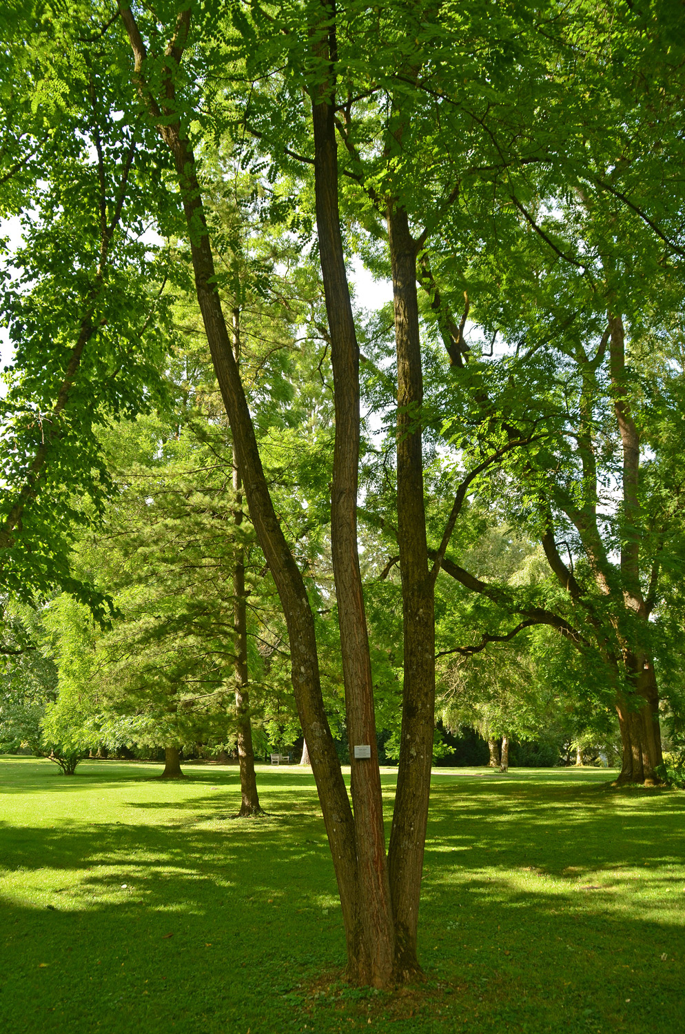 Robinia hispida var. kelseyi - Stuttgart-Hohenheim - Juli 2023