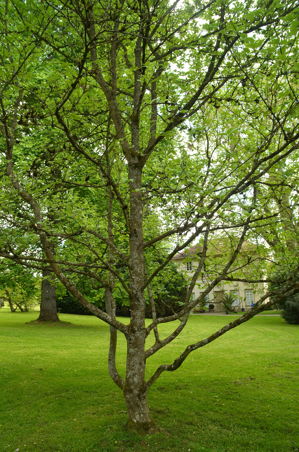 Sorbus aria - Stuttgart-Hohenheim - Mai 2023