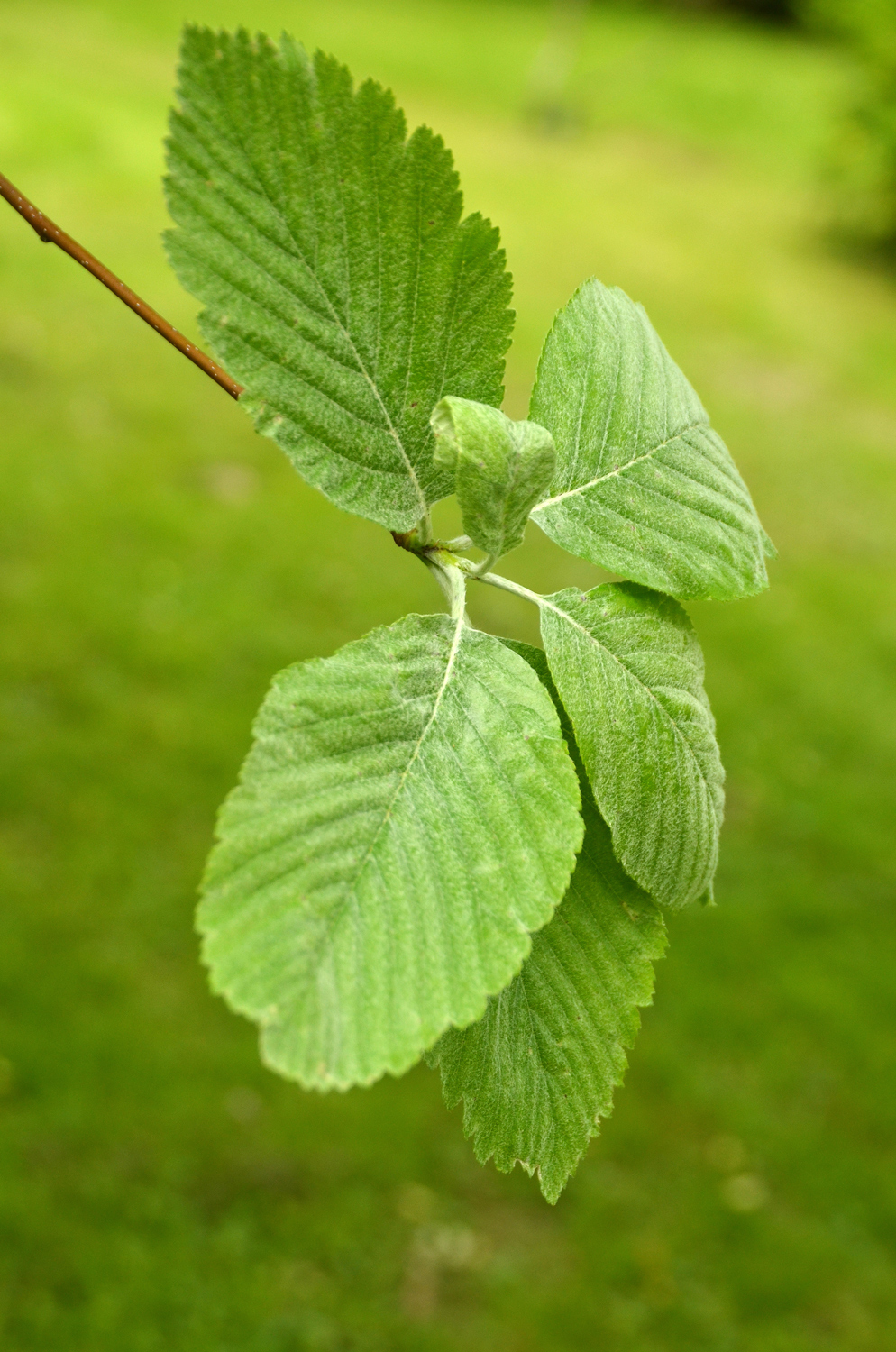 Sorbus aria - Stuttgart-Hohenheim - Mai 2023