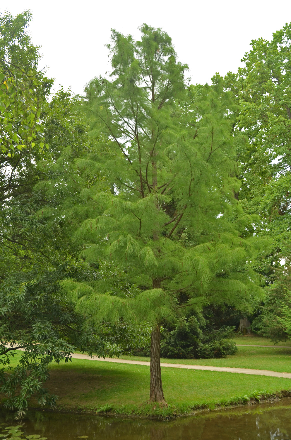 Taxodium distichum 'Nutans' - Stuttgart-Hohenheim - Juli 2023