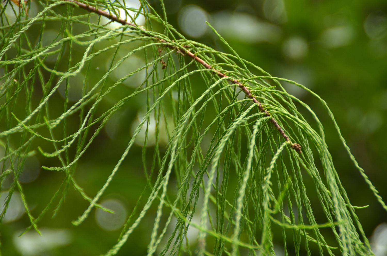 Taxodium distichum 'Nutans' - Stuttgart-Hohenheim - Juli 2023
