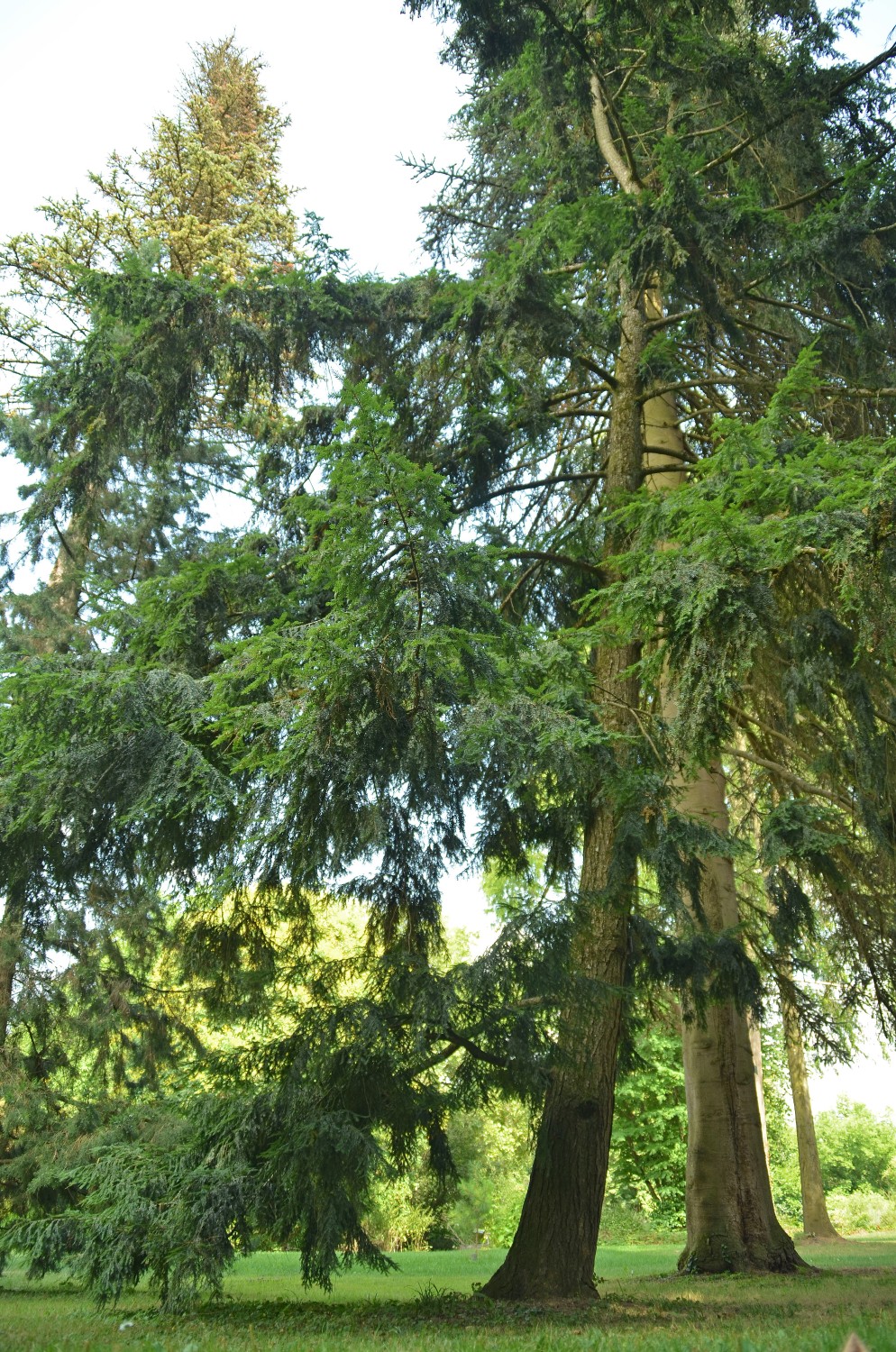 Tsuga canadensis 'Albospica' - Stuttgart-Hohenheim - 2022