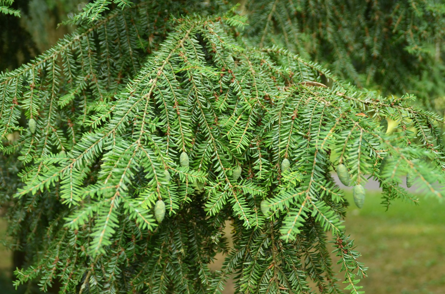 Tsuga canadensis 'Albospica' - Stuttgart-Hohenheim - 2022