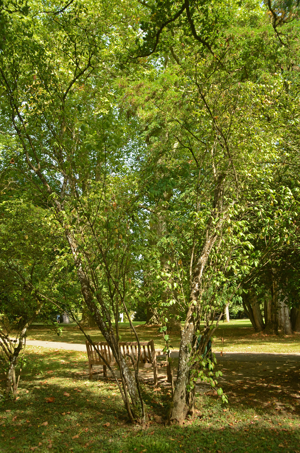 Viburnum nudum - Stuttgart-Hohenheim - Sept. 2023