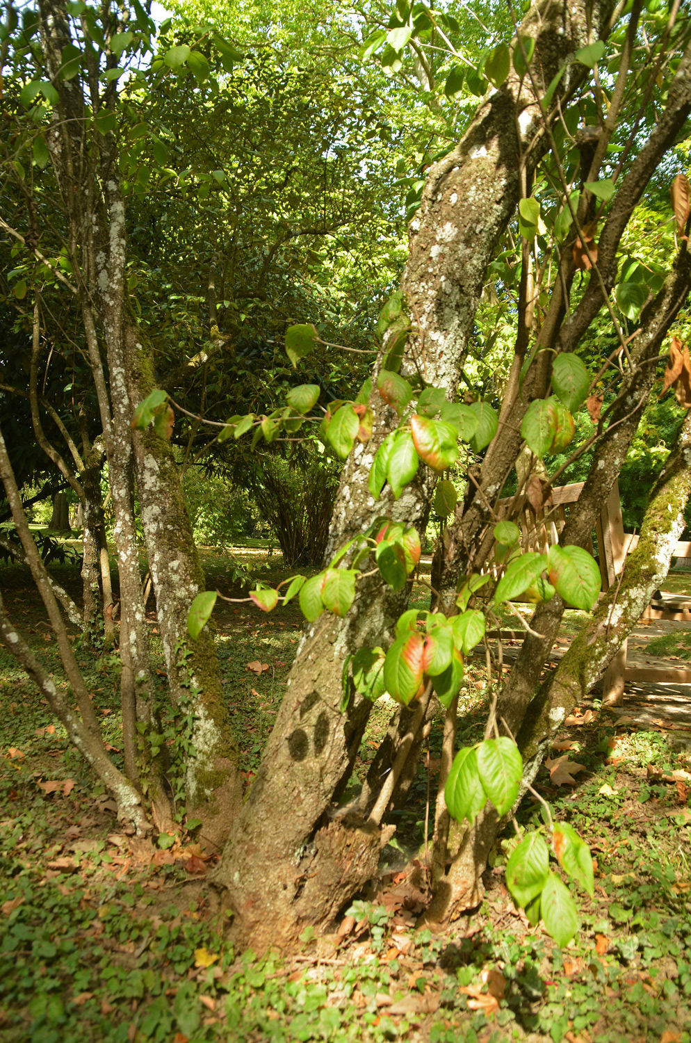 Viburnum nudum - Stuttgart-Hohenheim - Sept. 2023