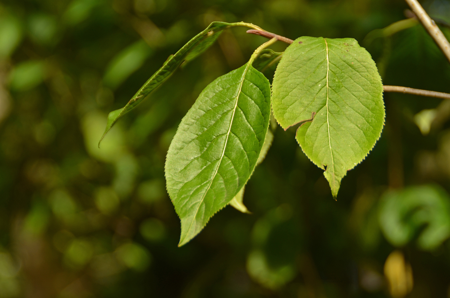 Viburnum nudum - Stuttgart-Hohenheim - Sept. 2023