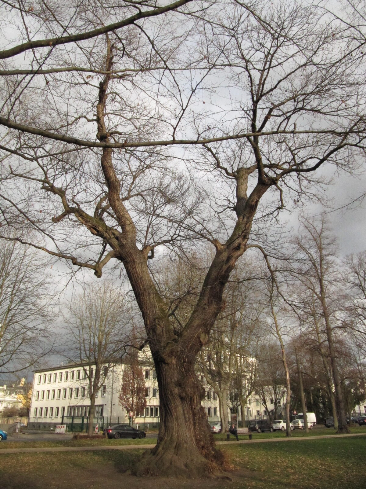 Castanea sativa - Bonn - Febr. 2023