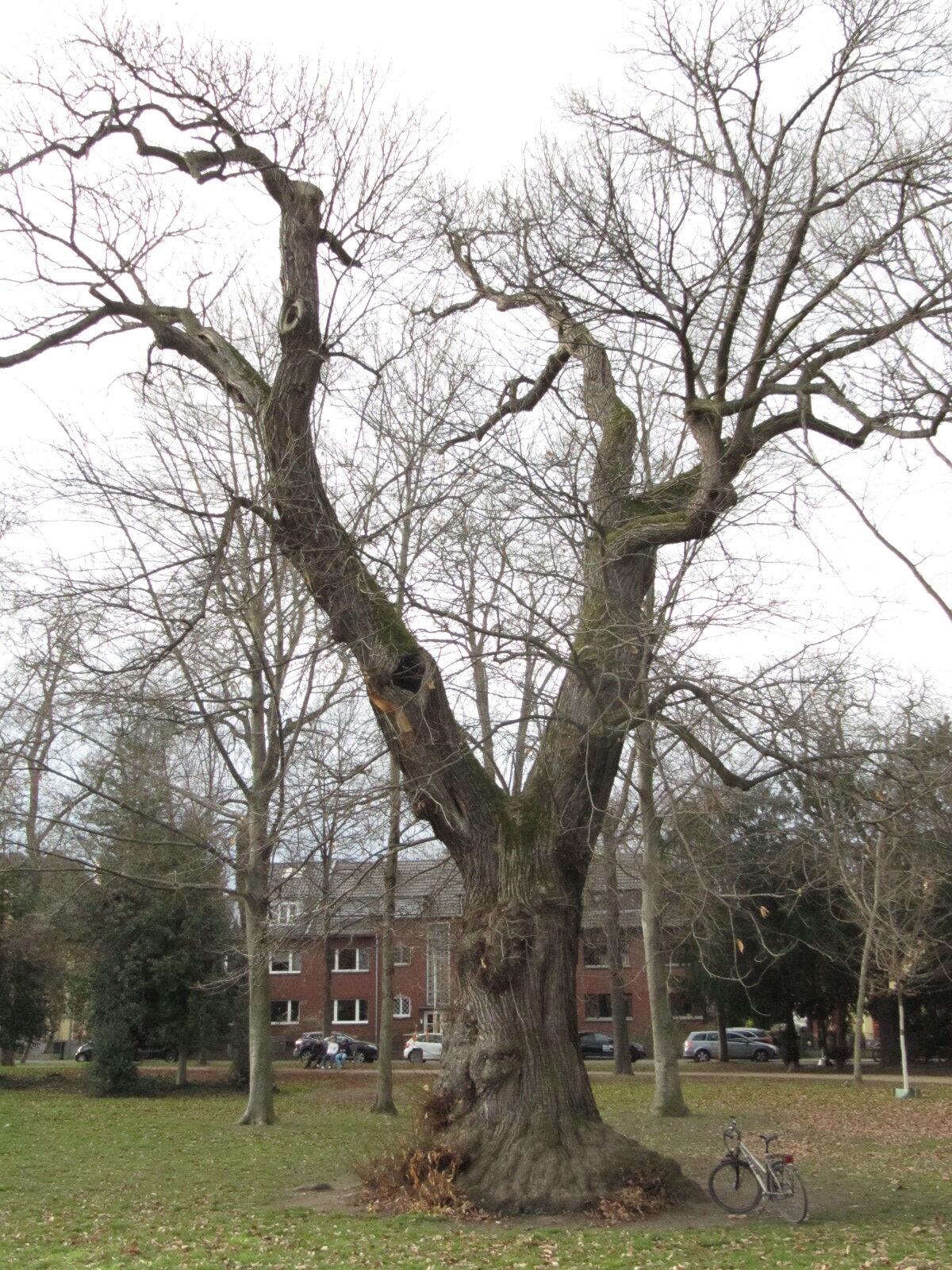 Castanea sativa - Bonn - Febr. 2023