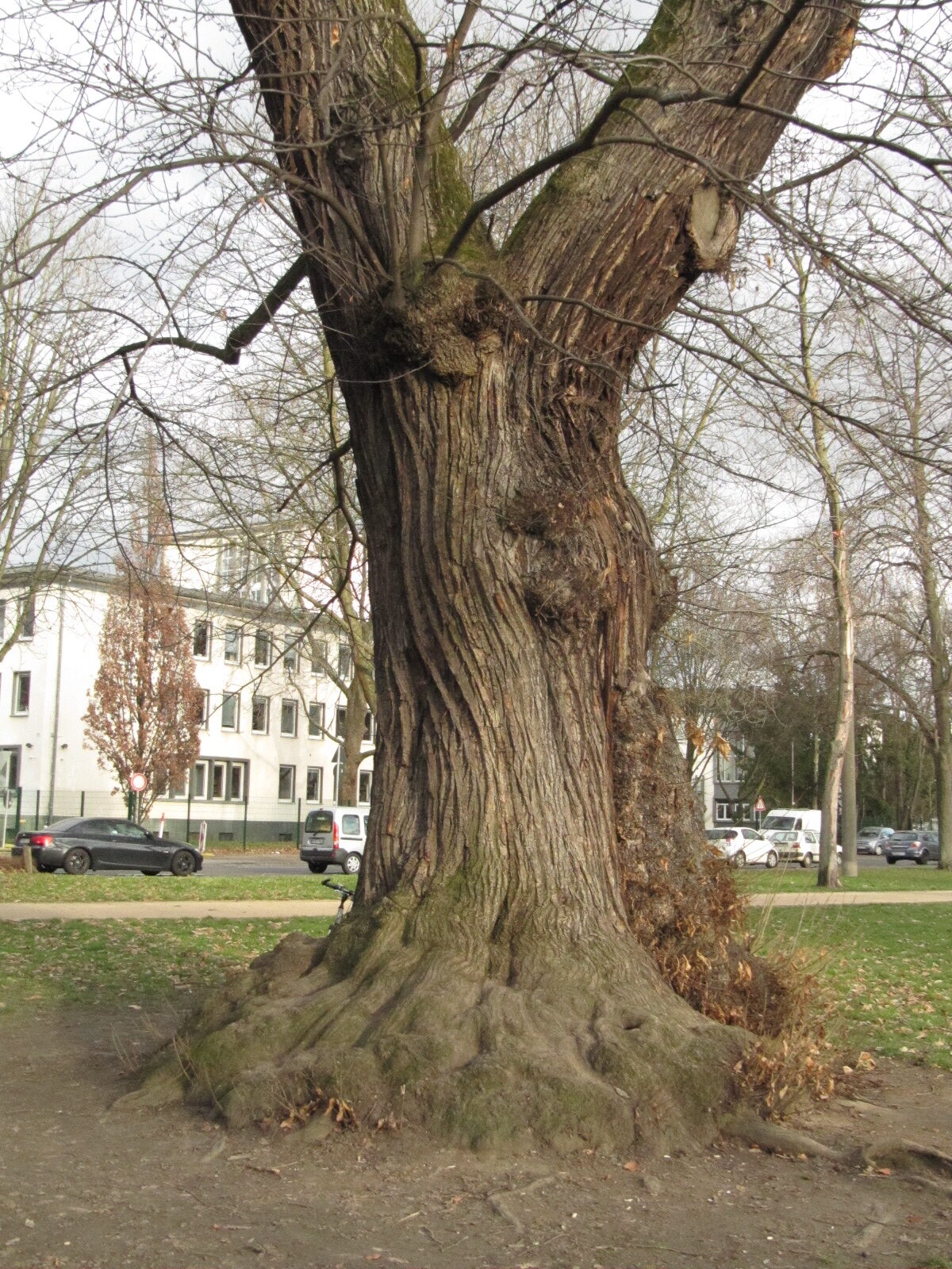 Castanea sativa - Bonn - Febr. 2023