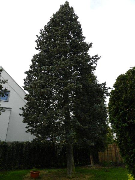 Cupressus arizonica - Nürnberg - Nov. 2022