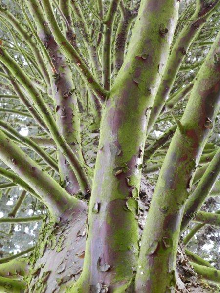 Cupressus arizonica - Nürnberg - Nov. 2022