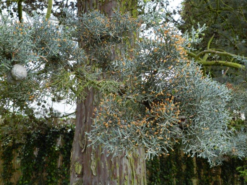 Cupressus arizonica - Nürnberg - Nov. 2022