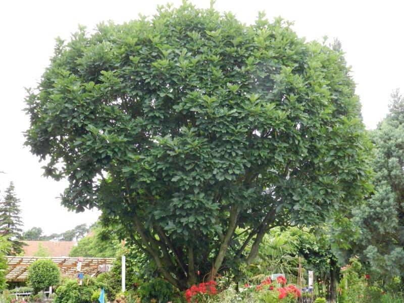 Quercus pontica - Nürnberg - 2014