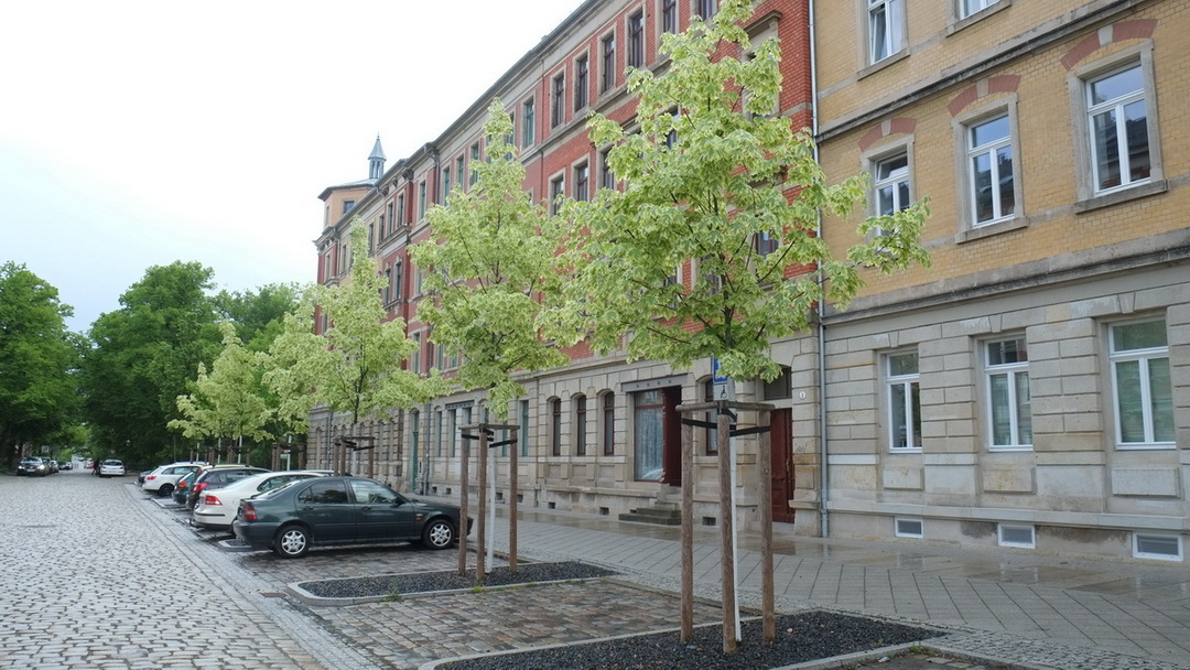 Acer platanoides 'Drumondii' - Dresden - Mai 2014