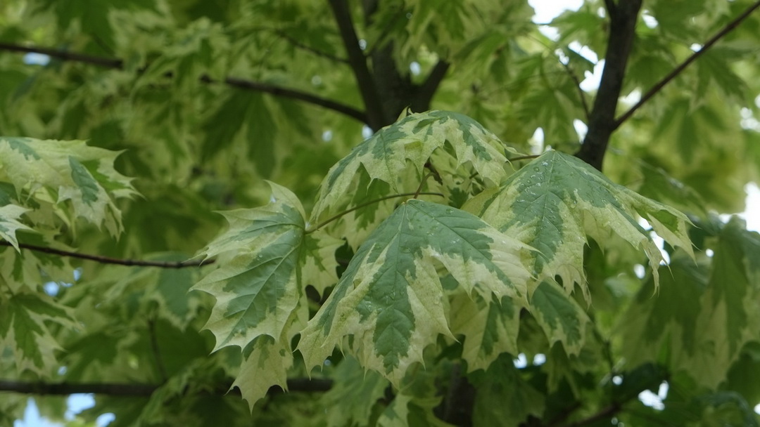 Acer platanoides 'Drumondii' - Dresden - Mai 2014
