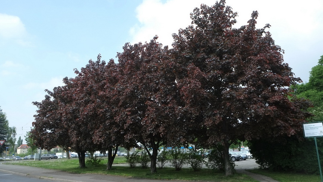 Acer platanoides 'Faassen's Black' - Dresden - April 2014