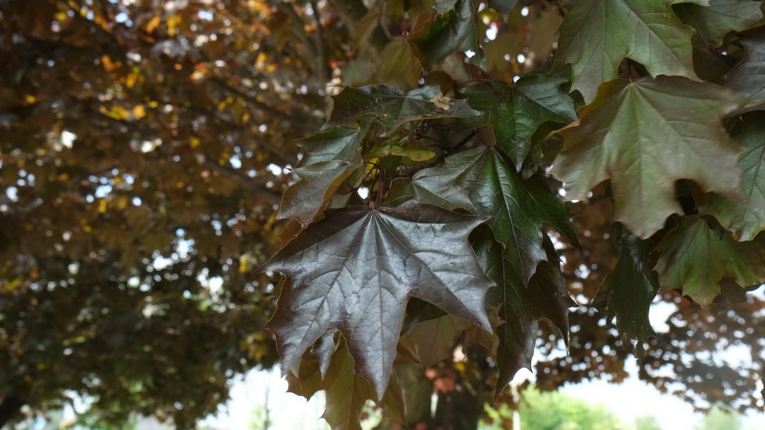 Acer platanoides 'Faassen's Black' - Dresden - April 2014