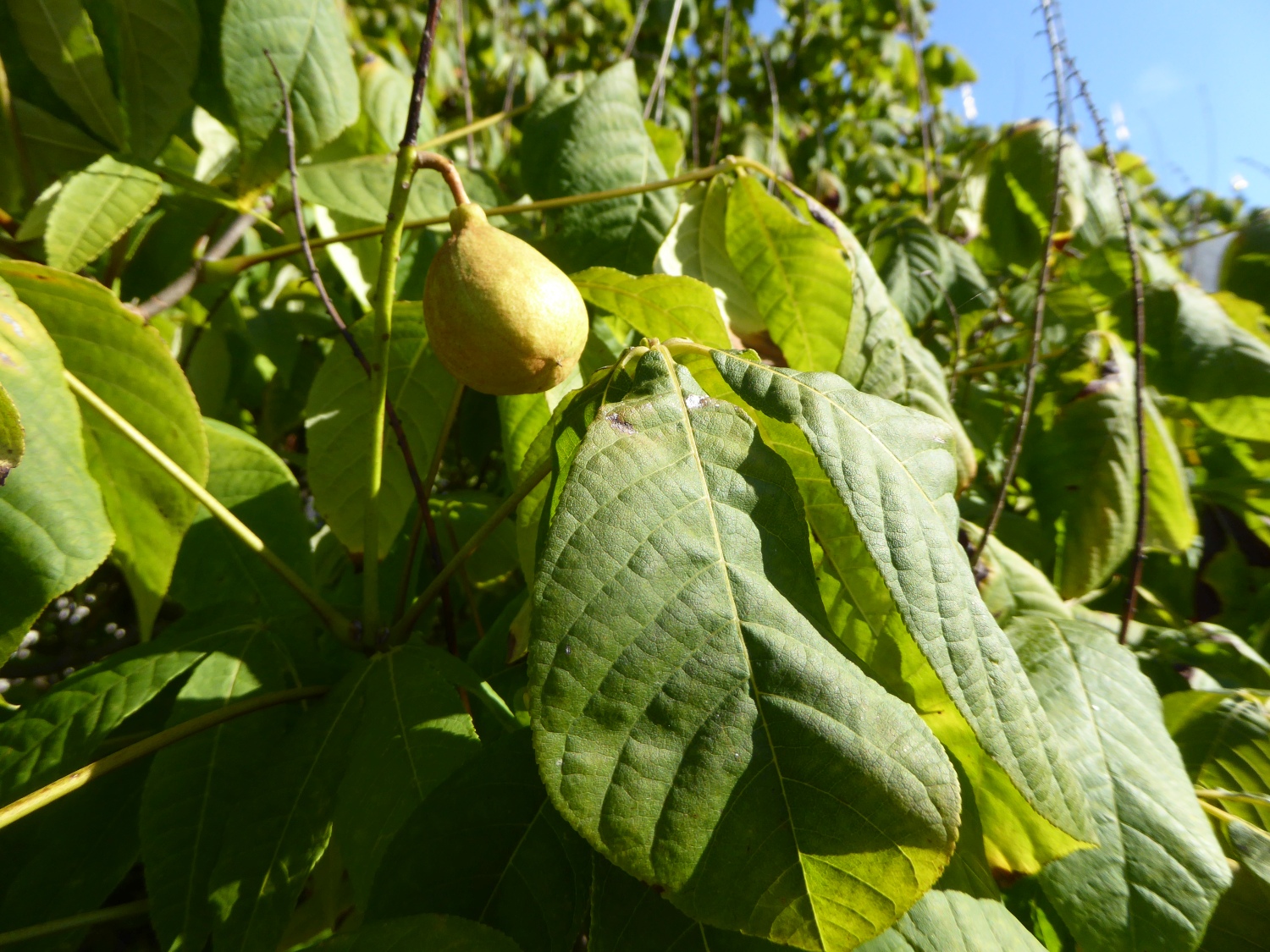 Aesculus parviflora - Dresden-Pillnitz - Oktober 2015