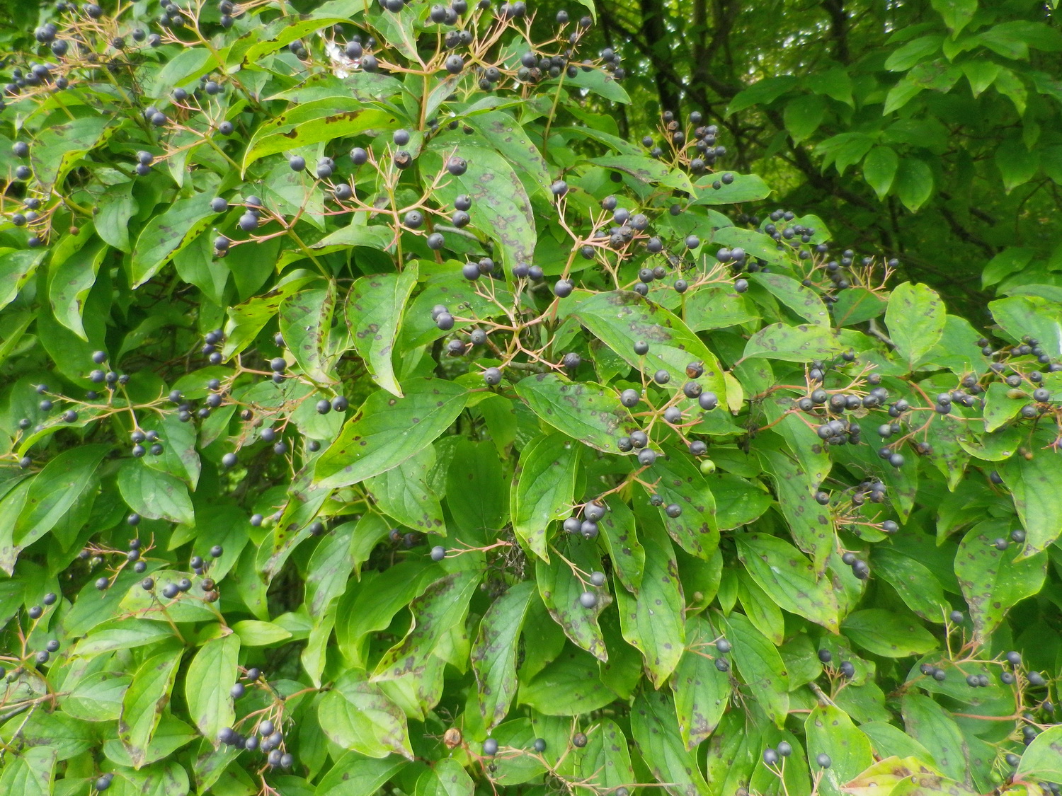 Cornus foemina - Dresden Botanischer Garten - August 2014