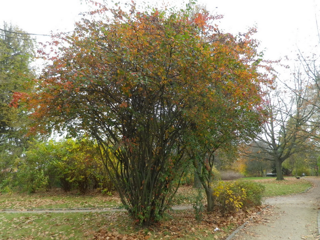 Cotoneaster bullatus - Görlitz - November 2014