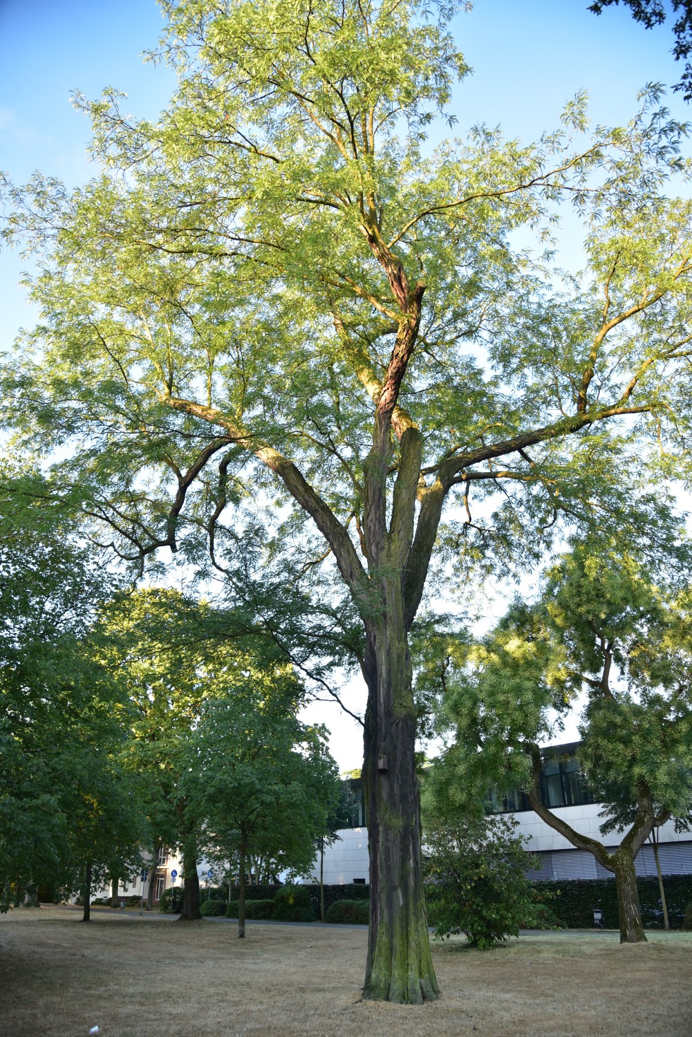 Gleditsia triacanthos - Darmstadt - Juli 2018