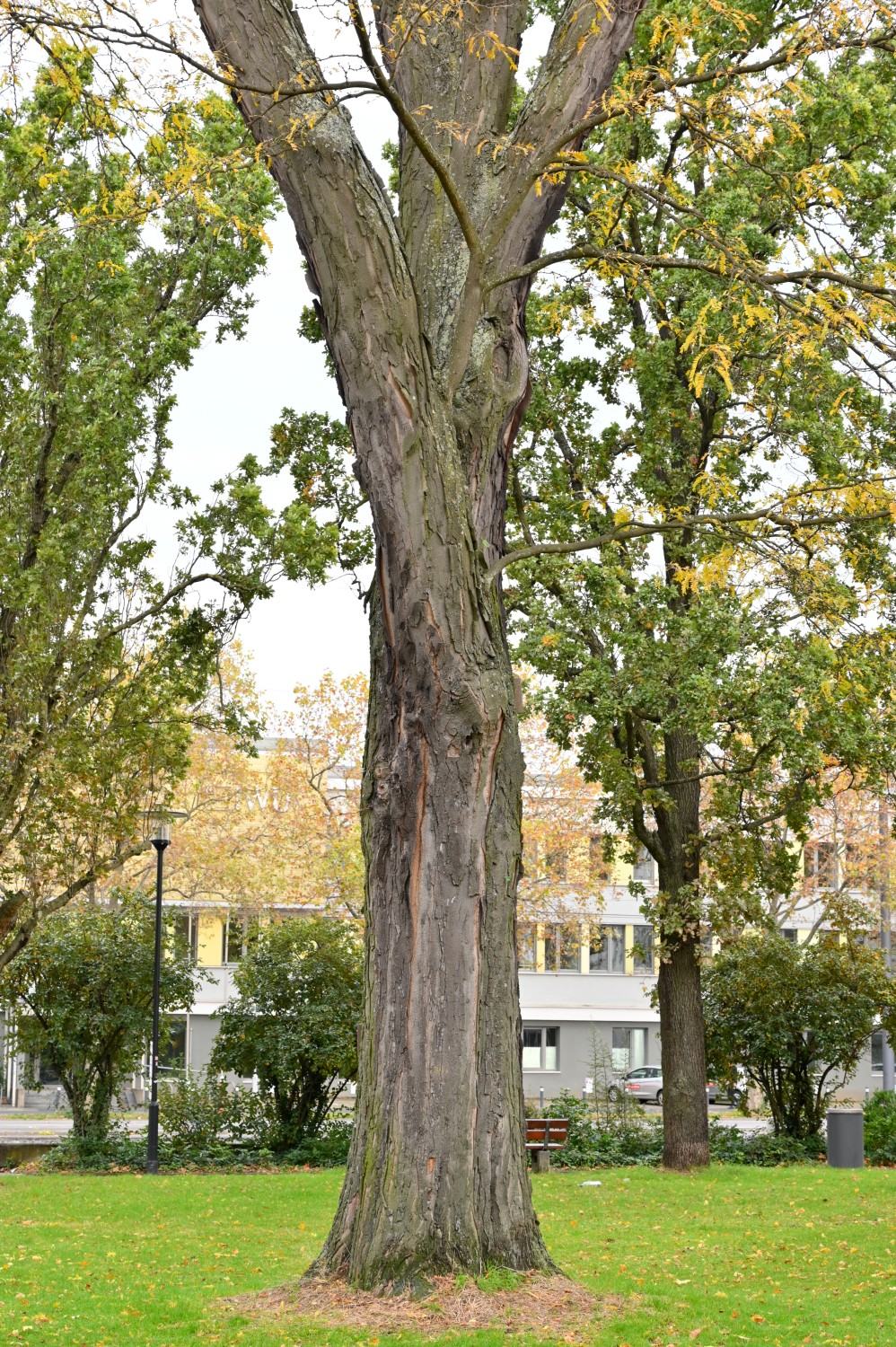 Gleditsia triacanthos - Darmstadt - Nov. 2023