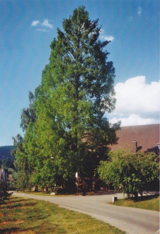 Metasequoia glyptostroboides - Lautenbach