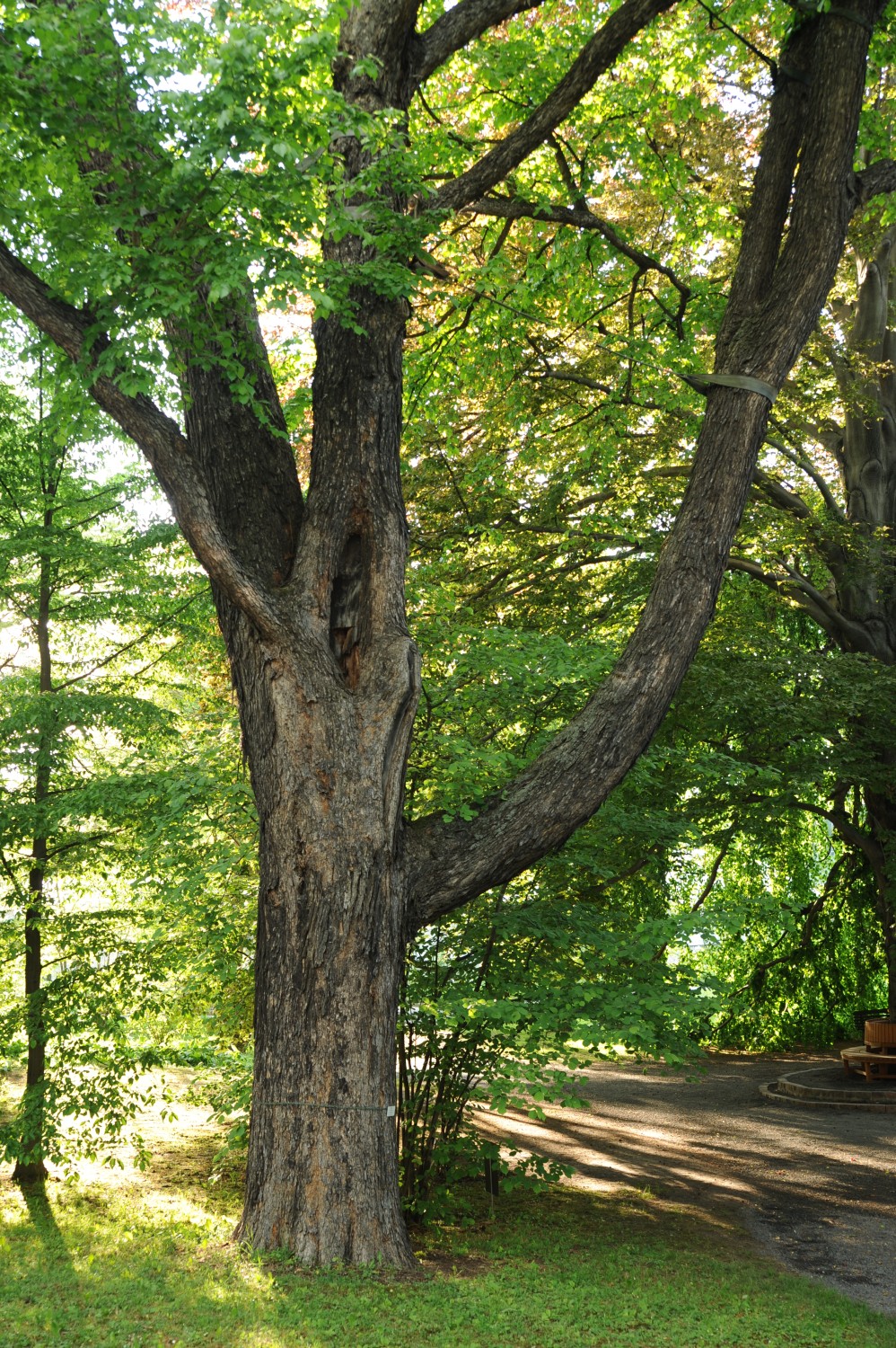 Baumhasel - Botanischer Garten Jena - 2012