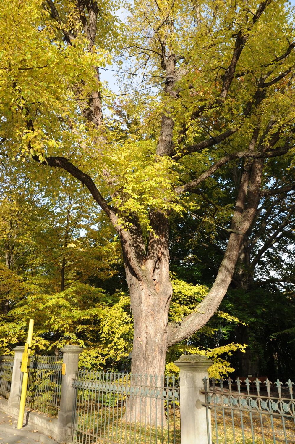 Baumhasel - Botanischer Garten Jena - 2012