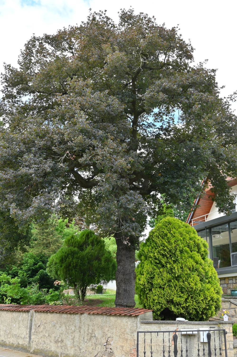 Quercus robur Purple-Leaf Group - Jahna - 2022