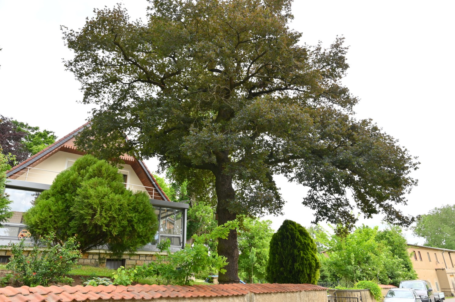 Quercus robur Purple-Leaf Group - Jahna - 2022