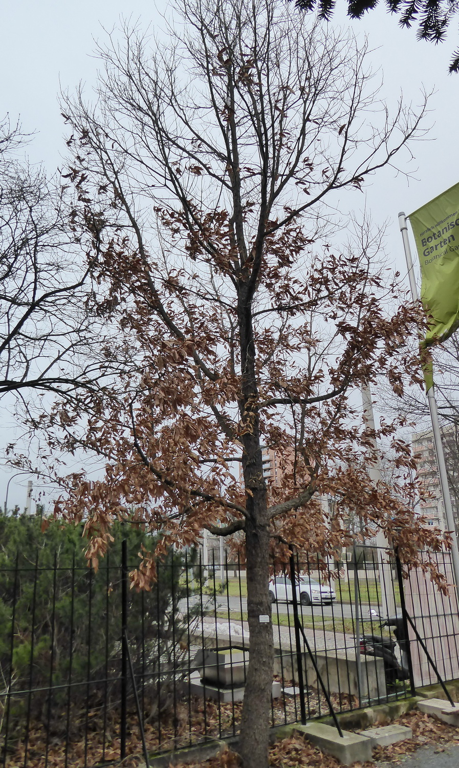 Quercus acutissima - Dresden Botanischer Garten - Januar 2023